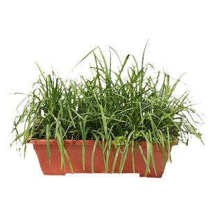 紫根韭菜根苗四季苗盆栽九菜红根子菲菜根种子种籽籽种宽叶批发