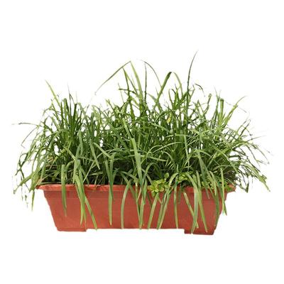 现挖韭菜根种籽四季盆栽小叶