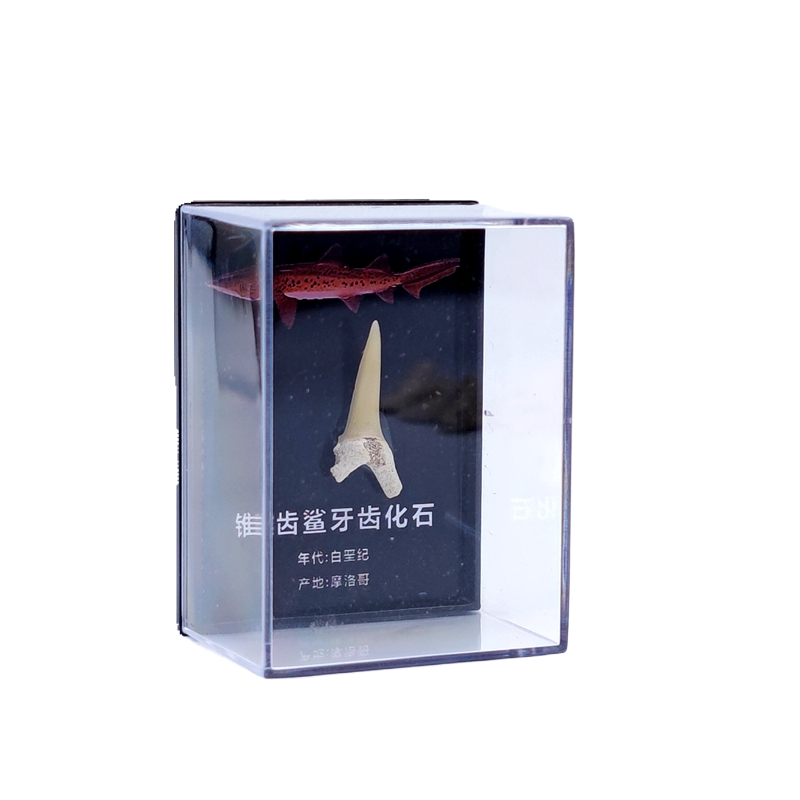 天然古生物斜耳齿鲨乌鸦鲨鱼牙齿化石原石地质科普标本牙饰品摆件