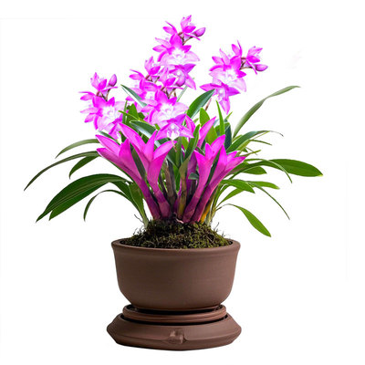 香水石斛兰盆栽浓香带花苞客厅办公室内绿植花卉兰花苗名贵四季
