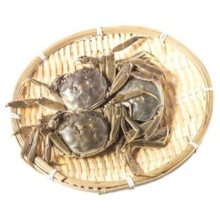 全母38只盘锦河蟹鲜活大闸蟹香辣蟹稻田蟹一元蟹小螃蟹醉蟹包邮