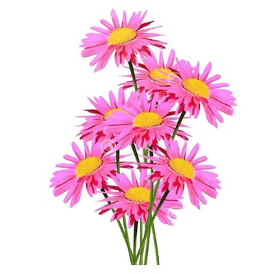 驱蚊除虫菊花四季栽培阳台种子