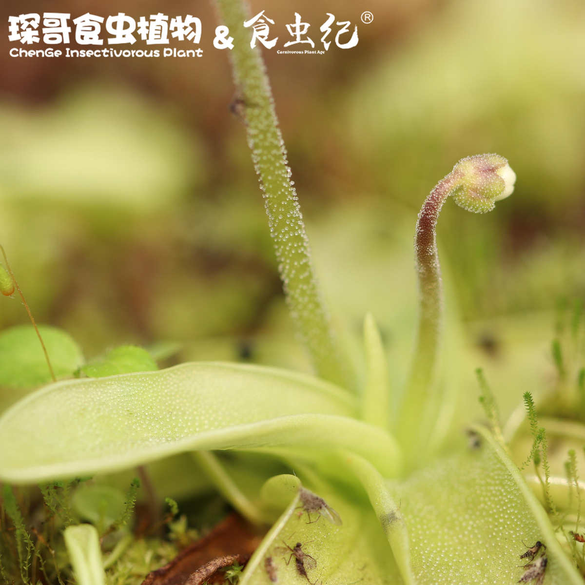 樱叶捕虫堇重瓣 食虫纪捕蝇草盆栽驱蚊草室内喜阴猪笼草四季常青