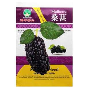 水果桑葚种子春秋 樱桃种子车厘子桑葚树果桑马桑桑枣树籽桑叶树