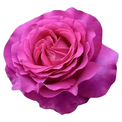 帕尔马修道院月季戴尔巴德经典紫色浓香大花庭院阳台盆栽多季开花