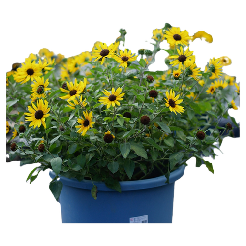 种花王大爷光辉岁月向日葵盆栽花苗开花植物阳台庭院花卉室外活苗