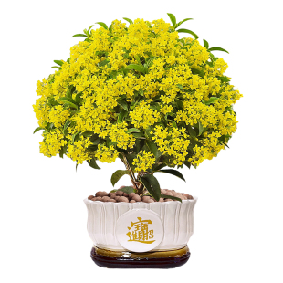 四季桂花树苗盆栽老桩花卉八月桂室内客厅绿植好养阳台浓香型植物