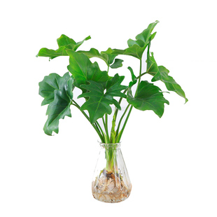 水培植物春羽盆栽蔓绿绒室内龟背竹春雨绿植常青绿萝好养办公桌面