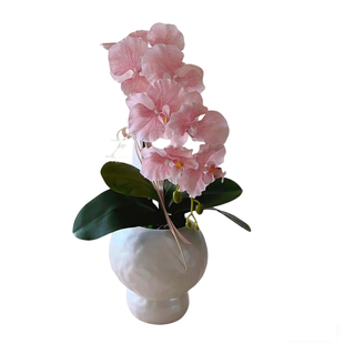 蝴蝶兰花苗现带花苞盆栽四季好养活室内办公室绿植花卉耐寒植物