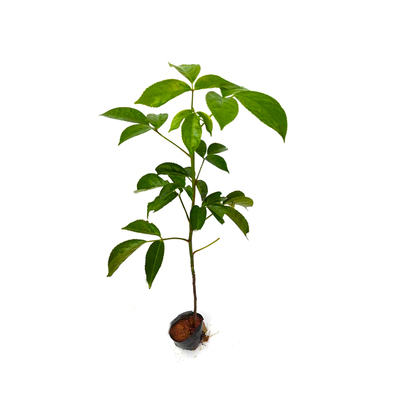 秋枫树苗茄冬苗重阳木名贵药材苗