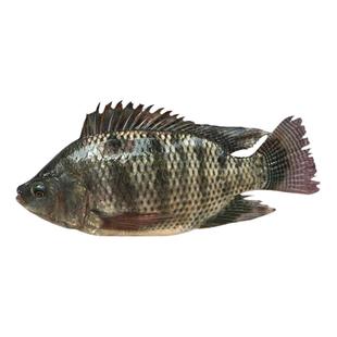 鱼肉新鲜鲜鱼农家罗非鱼现杀非冷冻活体淡水长寿鱼500g满5份包邮