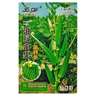 美味黄秋葵种子 春夏秋四季播蔬菜籽红秋葵 阳台盆栽油绿嫩水果孑