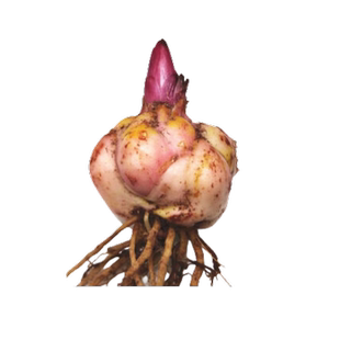 香水百合种球重瓣大球黄霸天百合花种球盆栽花卉绿植物室内好养活