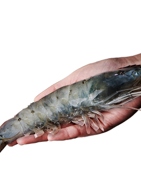 海洋演义单体盐冻大虾整箱1650g