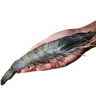 海洋演义大虾厄瓜多尔白虾速冻海虾桑塔原盒1650g大虾海鲜水产