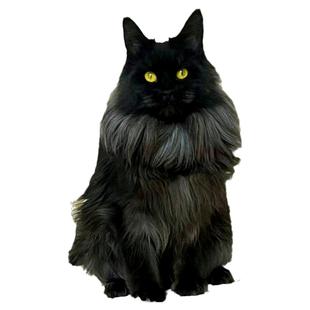 缅因猫幼猫纯种银虎斑幼崽巨型猫俄罗斯赛级棕虎斑罗德猫舍