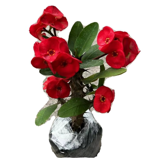 大叶大花虎刺梅老桩麒麟花铁海棠盆栽老虎刺易开花耐旱绿植花卉