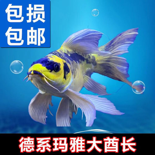 新款新品彩蝶玛雅大酋长台湾蝴蝶鲤石膏白大鳍大尾熊猫锦鲤淡水观