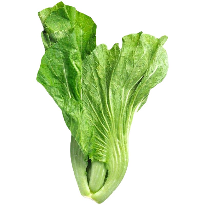 大肉包心芥菜种子腌制酸菜泡菜