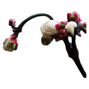 龙游梅盆景花卉室内阳台盆栽梅花苗红梅绿梅腊梅树桩绿植观花植物