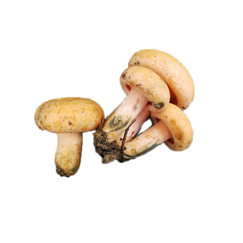 当季松树菌新鲜现采野生菌枞树菌