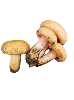 当季松树菌新鲜现采野生菌枞树菌