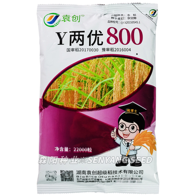 袁创Y两优800水稻种抗病高产