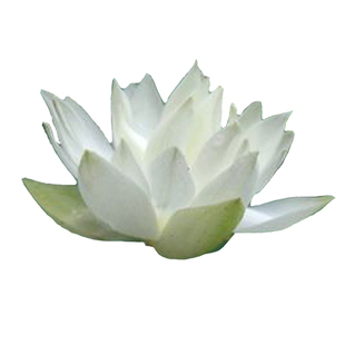 （小碧玉）微型莲花种藕苗荷花盆栽水生观赏阳台庭院花卉建国碗莲