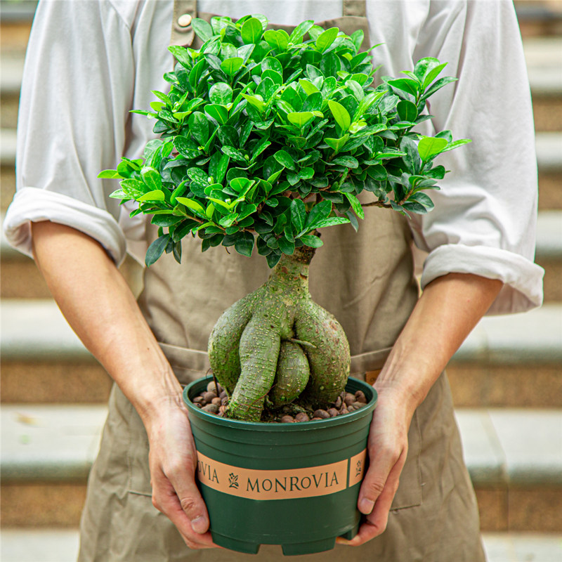 榕树盆栽室内阳台植物造型老桩绿植室外树苗人参榕小叶金钱榕盆景