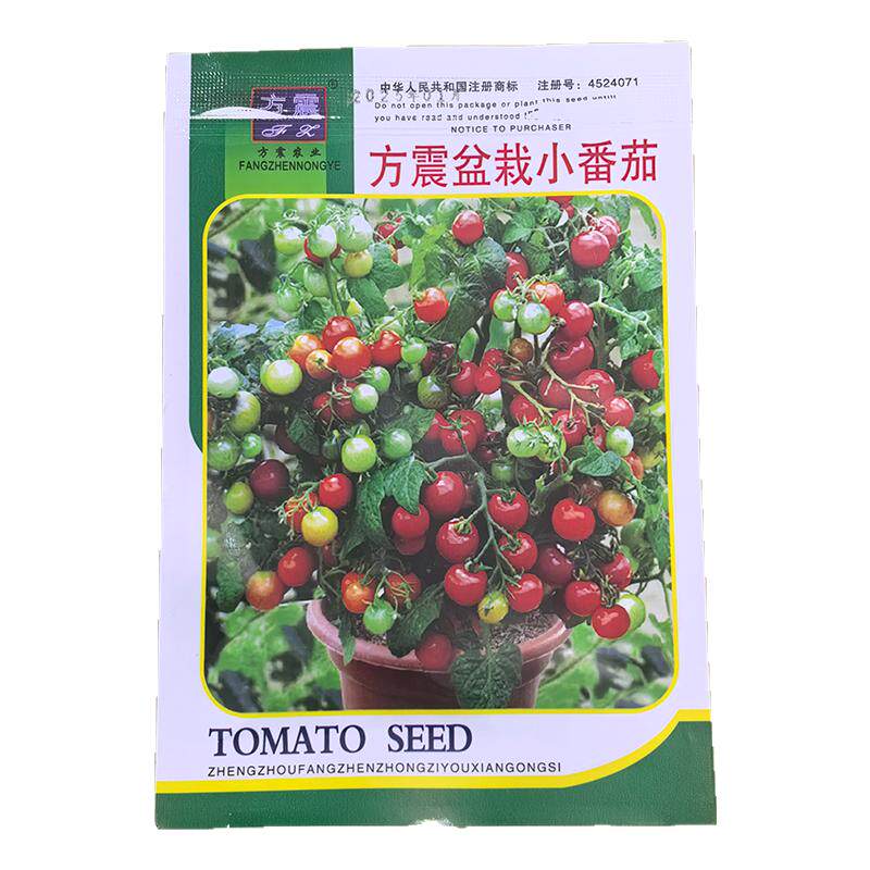 四季小番茄种子千禧圣女果矮生