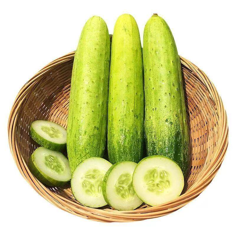 新鲜旱黄瓜可生吃可炒菜
