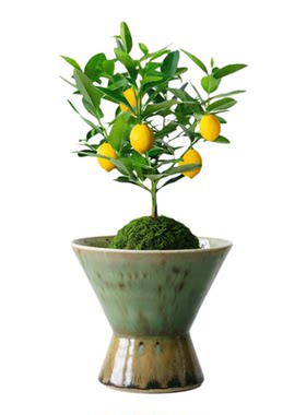 景德镇陶瓷复古高脚花瓶透气透水