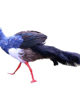 仿真羽毛小鸟蓝马鸡摆件花园布景装饰品摄影教学动物模道具家居