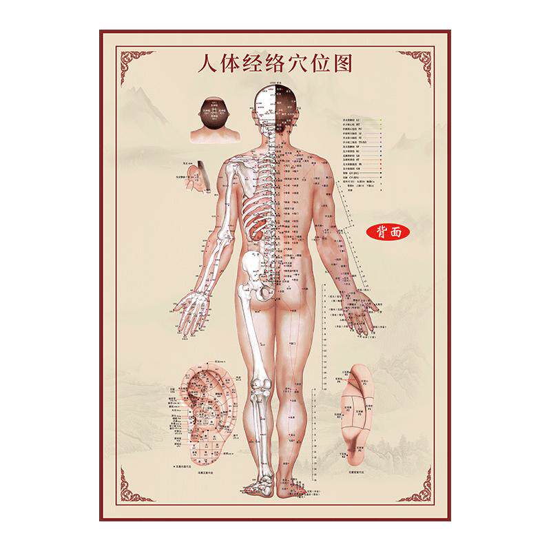 中医人体经络穴位图大挂图养生馆宣传画针灸海报全身推拿背部图解