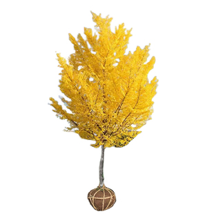 银杏树活苗金叶白果别墅庭院绿化风景拆迁大树苗行道树南北方种植