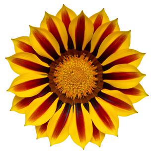 进口大花勋章菊种子 大笑吻系列春季播 好养室内阳台盆栽花卉花子