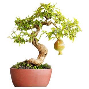 石榴微型盆景矮霸老桩日本小叶红花白花精品籽播造型开花结果原生