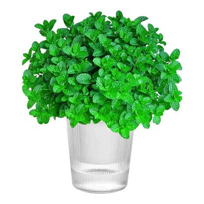 【A级特大盆食品级】薄荷可水培