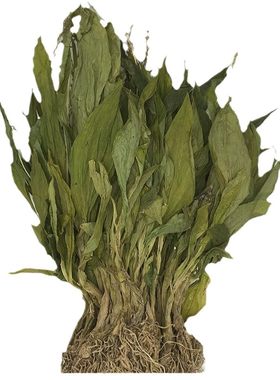 云南深山整颗见血清当季新货味苦