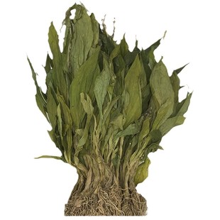 云南见血清 羊耳蒜 见血青 立地好 新鲜干货250克包邮中药材