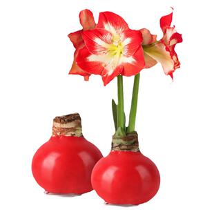 蜡封朱顶红蜡球进口桌面节日懒人新手送礼物幼儿园新年礼植物花卉