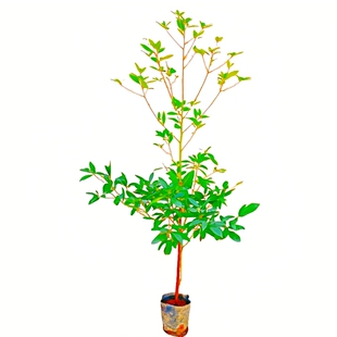 正宗金丝楠木树苗庭院苗木室外风景树小叶桢楠常绿乔木别墅行道树