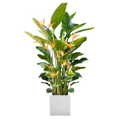 天堂鸟绿植带花客厅大型盆栽植物