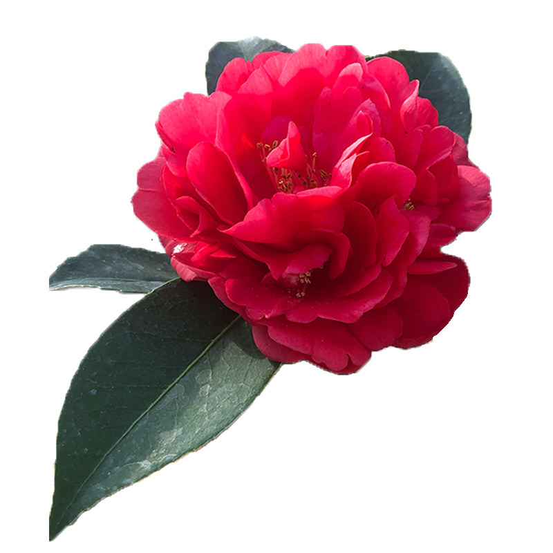 四季树苗重瓣阳台植物花卉新品种