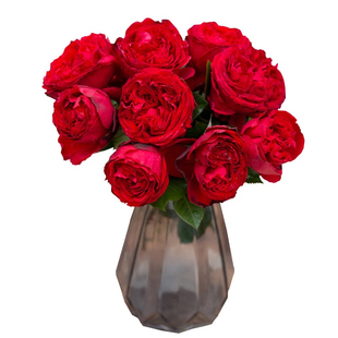 天狼月季茶花女庭院灌木多刺抗病易养护玫瑰蔷薇花卉盆栽新手推荐