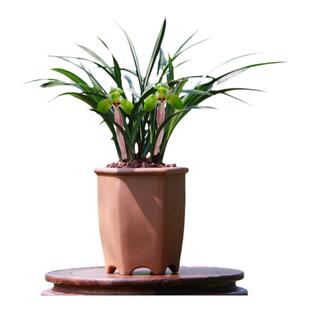 翁源兰花苗正品春兰帝王荷正格荷瓣老种宋梅带花浓香好养室内盆栽