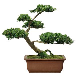 日本罗汉松大树苗庭院阳台室内花卉盆栽绿植物盆景树桩四季好养