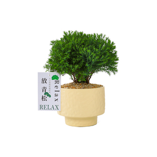 咖虎放青松雾凇盆栽植物室内办公室工位桌面绿植懒人好养多肉植物