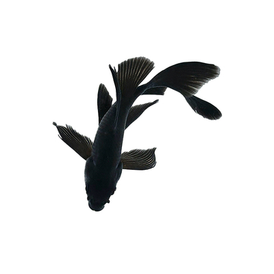 乌金龙凤锦鲤锦鲫苗好养耐活