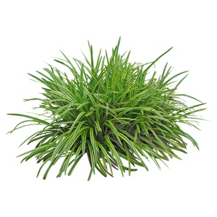 金边麦冬草苗别墅庭院绿化地被草花苗花坛花境植物花叶金边万年久